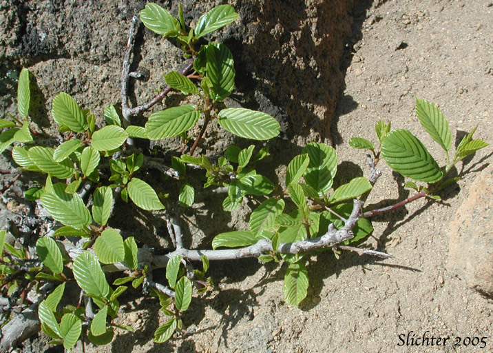 Cascara, Chittam Bark: Rhamnus purshiana (Synonyms: Frangula purshiana, Frangula purshiana ssp. annonifolia, Frangula purshiana ssp. purshiana)