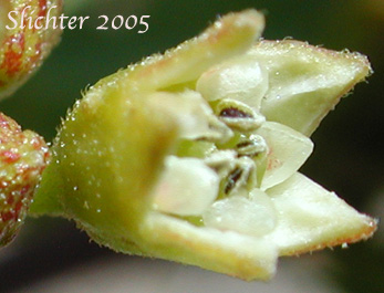 Flower of Cascara, Cascara Buckthorn, False Buckthorn: Rhamnus purshiana (Synonym: Frangula purshiana)