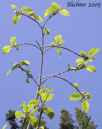 Cascara, Chittam Bark: Rhamnus purshiana (Synonyms: Frangula purshiana, Frangula purshiana ssp. annonifolia, Frangula purshiana ssp. purshiana)