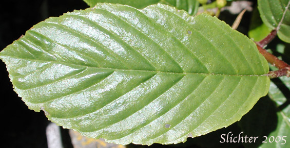 Leaf of Cascara, Chittam Bark: Rhamnus purshiana (Synonyms: Frangula purshiana, Frangula purshiana ssp. annonifolia, Frangula purshiana ssp. purshiana)