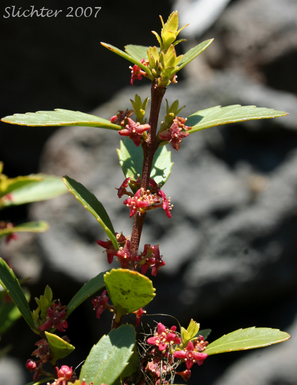 Oregon Boxleaf, Oregon Boxwood: Paxistima myrsinites (Synonyms: Ilex myrsinites, Myginda myrtifolia, Oreophila myrtifolia, Pachistima myrsinites, Paxistima myrsinites ssp. mexicana)