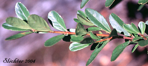 Leafy branch of Oregon Boxleaf, Oregon Boxwood: Paxistima myrsinites (Synonyms: Ilex myrsinites, Myginda myrtifolia, Oreophila myrtifolia, Pachistima myrsinites, Paxistima myrsinites ssp. mexicana)