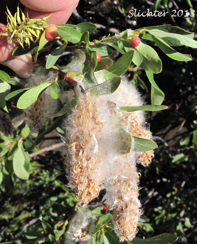 Barclay's Willow: Salix barclayi (Synonyms: Salix barclayi var. angustifolia, Salix barclayi var. conjuncta, Salix barclayi var. latiuscula, Salix pyrolifolia var. hoyeriana)