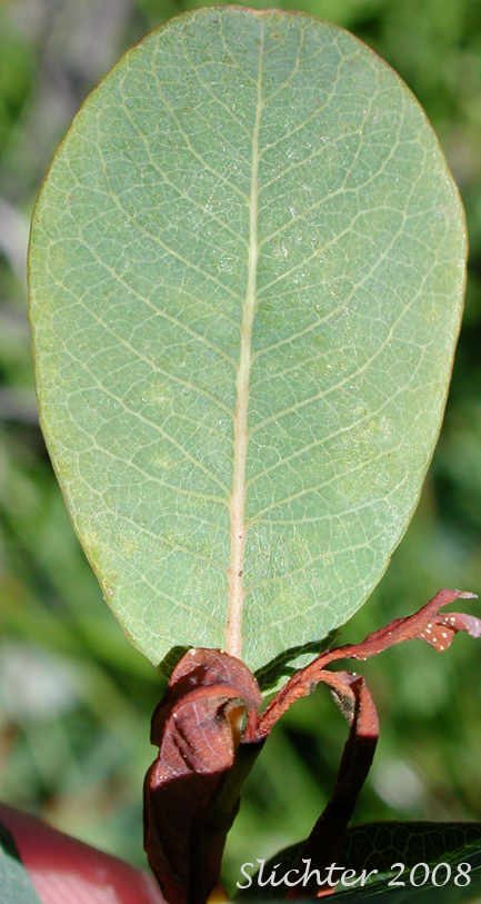 Lower leaf surface of Bog Willow: Salix pedicellaris