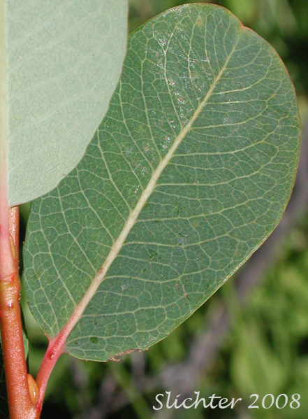 Upper leaf surface of Bog Willow: Salix pedicellaris