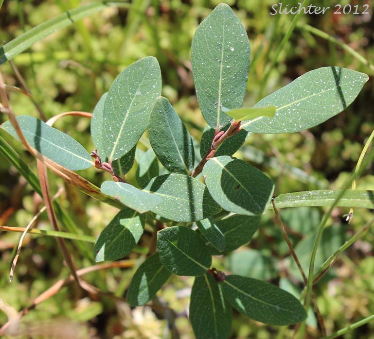 Bog Willow: Salix pedicellaris
