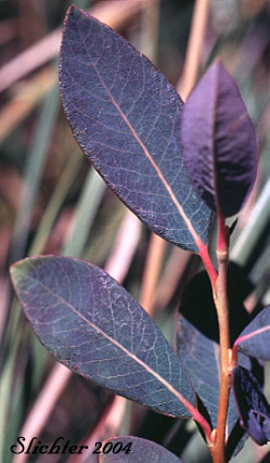 Bog Willow: Salix pedicellaris
