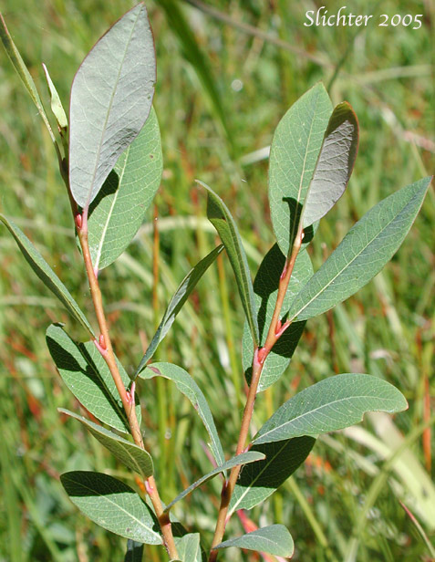 Bog Willow: Salix pedicellaris