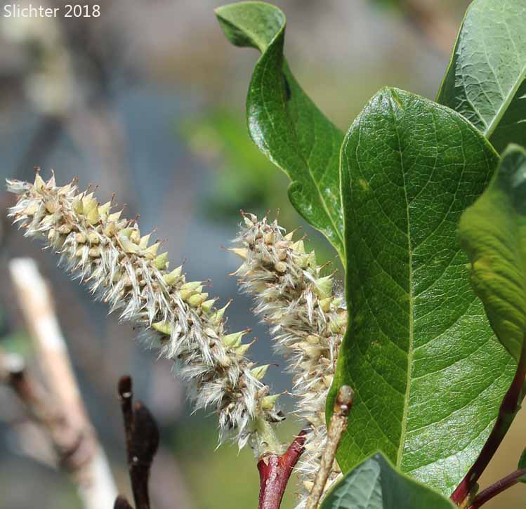 Scouler's Willow: Salix scouleriana (Synonyms: Salix scouleriana var. brachystachys, Salix scouleriana var. coetaenea, Salix scouleriana var. crassijulis, Salix scouleriana var. flavescens, Salix scouleriana var. poikila, Salix scouleriana var. scouleriana, Salix scouleriana var. thompsonii, Salix stagnalis)