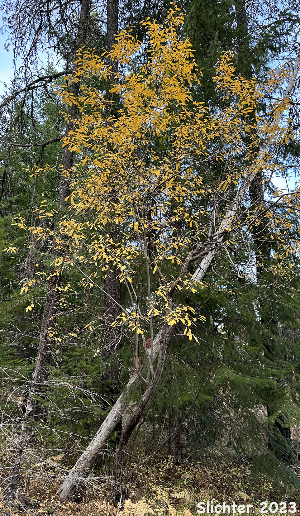 Scouler's Willow: Salix scouleriana (Synonyms: Salix scouleriana var. brachystachys, Salix scouleriana var. coetaenea, Salix scouleriana var. crassijulis, Salix scouleriana var. flavescens, Salix scouleriana var. poikila, Salix scouleriana var. scouleriana, Salix scouleriana var. thompsonii, Salix stagnalis)