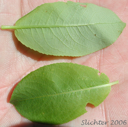 Leaves of Unidentified Willow 6 of Mount Adams Country