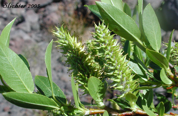 Unidentified Willow E of Mount Adams Country
