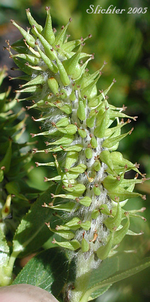 Female catkin of Unidentified Willow E of Mount Adams Country