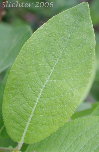 Unidentified Willow J of Mount Adams Country