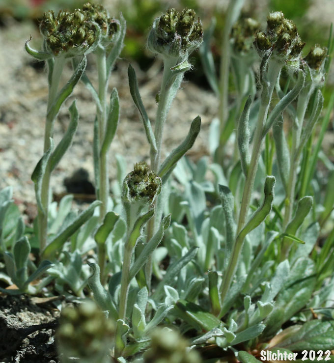 Alpine Pussytoes: Antennaria alpina (Synonyms: Antennaria alpina var. canescens, Gnaphalium alpinum)