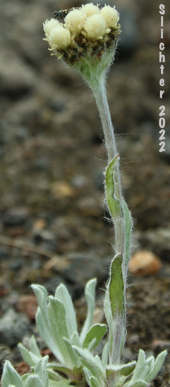 Alpine Pussytoes: Antennaria alpina (Synonyms: Antennaria alpina var. canescens, Gnaphalium alpinum)
