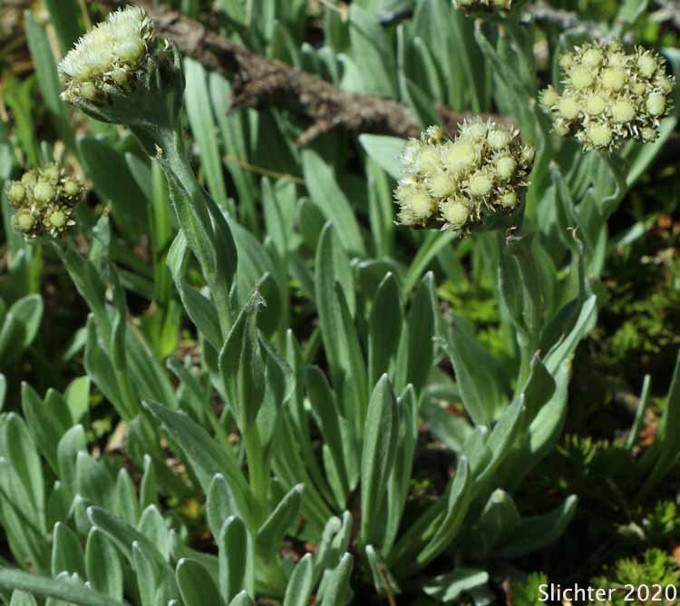 Woolly Pussytoes, Woolly Pussytoes, Woolly Everlasting: Antennaria lanata (Synonym: Antennaria carpatica var. lanata)