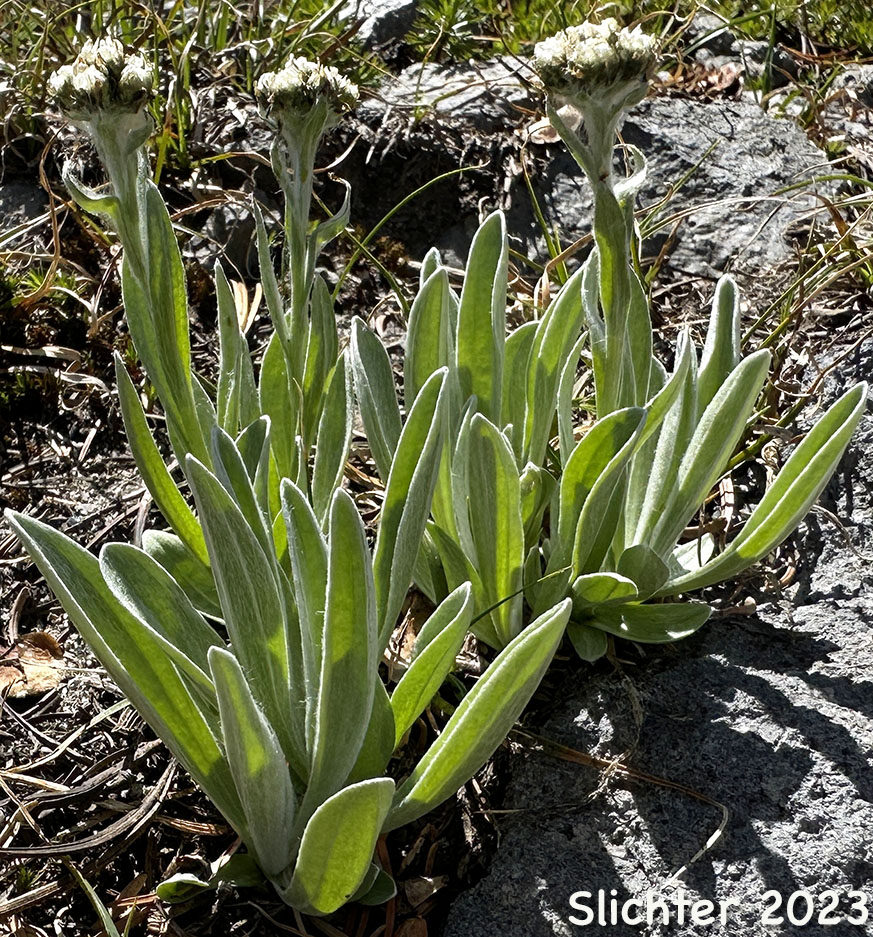 Woolly Pussytoes, Woolly Pussytoes, Woolly Everlasting: Antennaria lanata (Synonym: Antennaria carpatica var. lanata)