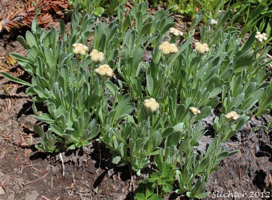 Woolly Pussytoes, Woolly Pussytoes, Woolly Everlasting: Antennaria lanata (Synonym: Antennaria carpatica var. lanata)
