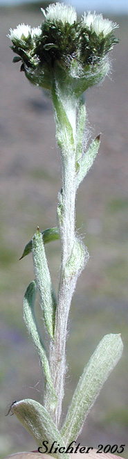 Alpine Pussytoes: Antennaria alpina (Synonyms: Antennaria alpina var. canescens, Antennaria alpina var. compacta, Antennaria alpina var. glabrata, Antennaria alpina var. intermedia, Antennaria alpina var. stolonifera, Antennaria alpina var. ungavensis, Antennaria arenicola, Antennaria atriceps, Antennaria bayardii, Antennaria boesheriana, Antennaria borealis, Antennaria brunnescens, Antennaria cana, Antennaria canescens, Antennaria canescens ssp. porsildii, Antennaria canescens var. pseudoporsildii, Antennaria columnaris, Antennaria compacta, Antennaria confusa, Antennaria crymophila, Antennaria foggii, Antennaria friesiana ssp. compacta, Antennaria glabrata, Antennaria groenlandica, Antennaria hansii, Antennaria intermedia, Antennaria labradorica, Antennaria longii, Antennaria media ssp. compacta, Antennaria pallida, Antennaria pedunculata, Antennaria porsildii, Antennaria sornborgeri, Antennaria stolonifera, Antennaria subcanescens, Antennaria ungavensis, Antennaria vexillifera, Antennaria wiegandii, Gnaphalium alpinum)