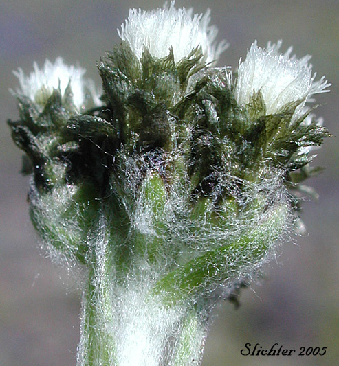 Close-up sideview of the inflorescence of Alpine Pussytoes: Antennaria alpina (Synonyms: Antennaria alpina var. canescens, Antennaria alpina var. compacta, Antennaria alpina var. glabrata, Antennaria alpina var. intermedia, Antennaria alpina var. stolonifera, Antennaria alpina var. ungavensis, Antennaria arenicola, Antennaria atriceps, Antennaria bayardii, Antennaria boesheriana, Antennaria borealis, Antennaria brunnescens, Antennaria cana, Antennaria canescens, Antennaria canescens ssp. porsildii, Antennaria canescens var. pseudoporsildii, Antennaria columnaris, Antennaria compacta, Antennaria confusa, Antennaria crymophila, Antennaria foggii, Antennaria friesiana ssp. compacta, Antennaria glabrata, Antennaria groenlandica, Antennaria hansii, Antennaria intermedia, Antennaria labradorica, Antennaria longii, Antennaria media ssp. compacta, Antennaria pallida, Antennaria pedunculata, Antennaria porsildii, Antennaria sornborgeri, Antennaria stolonifera, Antennaria subcanescens, Antennaria ungavensis, Antennaria vexillifera, Antennaria wiegandii, Gnaphalium alpinum)