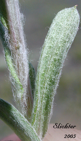 Close-up of a stem leaf of Alpine Pussytoes: Antennaria alpina (Synonyms: Antennaria alpina var. canescens, Antennaria alpina var. compacta, Antennaria alpina var. glabrata, Antennaria alpina var. intermedia, Antennaria alpina var. stolonifera, Antennaria alpina var. ungavensis, Antennaria arenicola, Antennaria atriceps, Antennaria bayardii, Antennaria boesheriana, Antennaria borealis, Antennaria brunnescens, Antennaria cana, Antennaria canescens, Antennaria canescens ssp. porsildii, Antennaria canescens var. pseudoporsildii, Antennaria columnaris, Antennaria compacta, Antennaria confusa, Antennaria crymophila, Antennaria foggii, Antennaria friesiana ssp. compacta, Antennaria glabrata, Antennaria groenlandica, Antennaria hansii, Antennaria intermedia, Antennaria labradorica, Antennaria longii, Antennaria media ssp. compacta, Antennaria pallida, Antennaria pedunculata, Antennaria porsildii, Antennaria sornborgeri, Antennaria stolonifera, Antennaria subcanescens, Antennaria ungavensis, Antennaria vexillifera, Antennaria wiegandii, Gnaphalium alpinum)