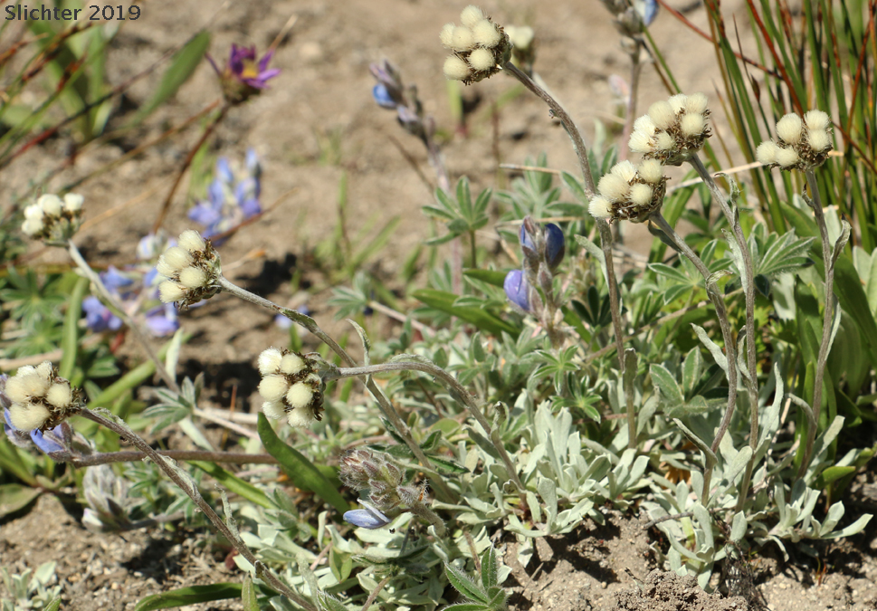 Alpine Pussytoes, Rocky Mountain Pussytoes: Antennaria media (Synonym: Antennaria alpina var. media)