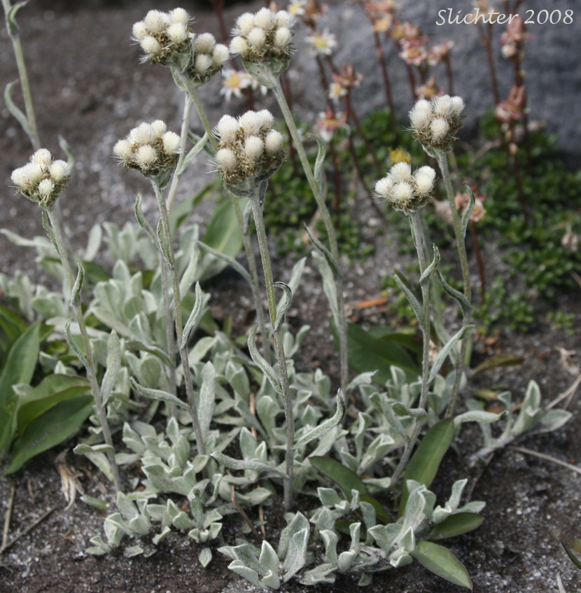 Alpine Pussytoes, Rocky Mountain Pussytoes: Antennaria media (Synonyms: Antennaria alpina, Antennaria alpina var. media)