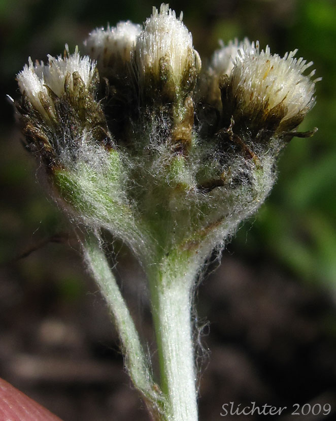 Alpine Pussytoes, Rocky Mountain Pussytoes: Antennaria media (Synonyms: Antennaria alpina, Antennaria alpina var. media)