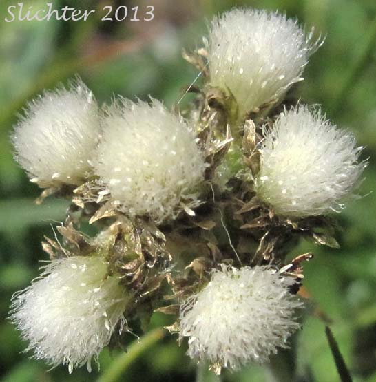 Alpine Pussytoes, Rocky Mountain Pussytoes: Antennaria media (Synonyms: Antennaria alpina, Antennaria alpina var. media)