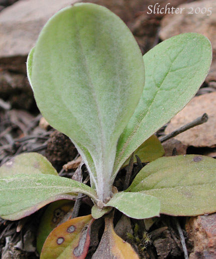 Underside of the basal leaves of Hooker's Pussytoes, Raceme Pussytoes, Raceme Pussy-toes, Racemose Pussytoes, Slender Everlasting, Slender Pussytoes: Antennaria racemosa