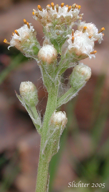 Inflorescence of Hooker's Pussytoes, Raceme Pussytoes, Raceme Pussy-toes, Racemose Pussytoes, Slender Everlasting, Slender Pussytoes: Antennaria racemosa
