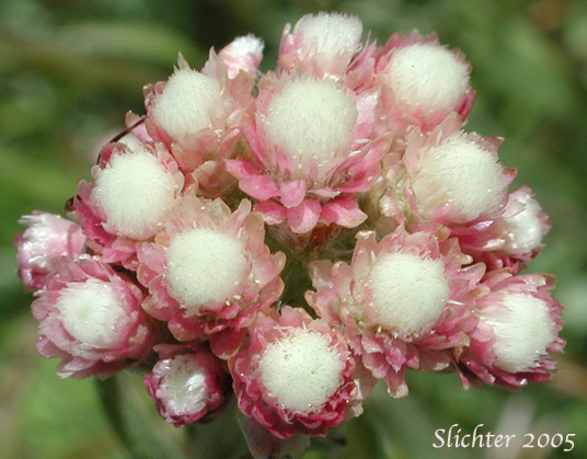 Inflorescence of Rosy Everlasting, Desert Pussytoes, Elegant Pussytoes, Pulvinate Pussytoes, Rosy Pussytoes, Small-leaf Pussytoes: Antennaria microphylla (Synonyms: Antennaria bracteosa, Antennaria concinna, Antennaria microphylla var. solstitialis, Antennaria nitida, Antennaria rosea, Antennaria rosea ssp. arida, Antennaria rosea ssp. confinis, Antennaria rosea ssp. pulvinata, Antennaria rosea Greene var. nitida, Antennaria solstitialis)