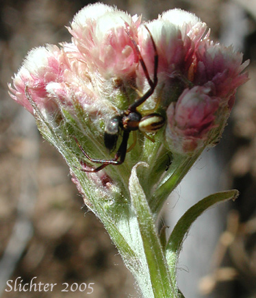 Inflorescence of Rosy Everlasting, Desert Pussytoes, Elegant Pussytoes, Pulvinate Pussytoes, Rosy Pussytoes, Small-leaf Pussytoes: Antennaria microphylla (Synonyms: Antennaria bracteosa, Antennaria concinna, Antennaria microphylla var. solstitialis, Antennaria nitida, Antennaria rosea, Antennaria rosea ssp. arida, Antennaria rosea ssp. confinis, Antennaria rosea ssp. pulvinata, Antennaria rosea Greene var. nitida, Antennaria solstitialis)
