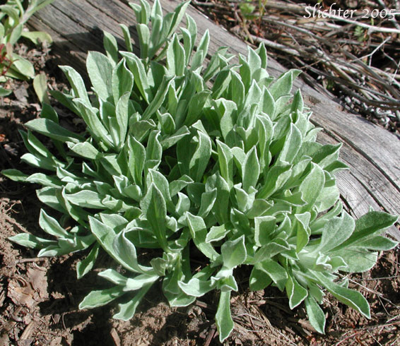 Basal leaf rosette of Rosy Everlasting, Desert Pussytoes, Elegant Pussytoes, Pulvinate Pussytoes, Rosy Pussytoes, Small-leaf Pussytoes: Antennaria microphylla (Synonyms: Antennaria bracteosa, Antennaria concinna, Antennaria microphylla var. solstitialis, Antennaria nitida, Antennaria rosea, Antennaria rosea ssp. arida, Antennaria rosea ssp. confinis, Antennaria rosea ssp. pulvinata, Antennaria rosea Greene var. nitida, Antennaria solstitialis)