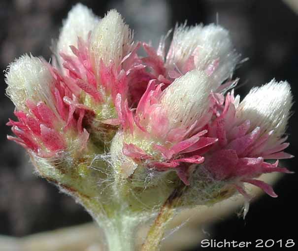 Rosy Everlasting, Desert Pussytoes, Elegant Pussytoes, Pulvinate Pussytoes, Rosy Pussytoes, Small-leaf Pussytoes: Antennaria microphylla (Synonyms: Antennaria bracteosa, Antennaria concinna, Antennaria microphylla var. solstitialis, Antennaria nitida, Antennaria rosea, Antennaria rosea ssp. arida, Antennaria rosea ssp. confinis, Antennaria rosea ssp. pulvinata, Antennaria rosea Greene var. nitida, Antennaria solstitialis)