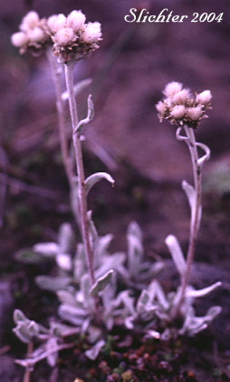 Brown-bract Pussytoes, Brown Everlasting, Brownish Everlasting, Dark Pussytoes, Umber Pussytoes: Antennaria umbrinella (Synonyms: Antennaria aizoides, Antennaria flavescens, Antennaria reflexa)