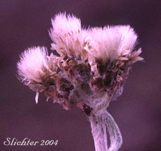 Involucral bracts of Brown-bract Pussytoes, Brown Everlasting, Brownish Everlasting, Dark Pussytoes, Umber Pussytoes: Antennaria umbrinella (Synonyms: Antennaria aizoides, Antennaria flavescens, Antennaria reflexa)