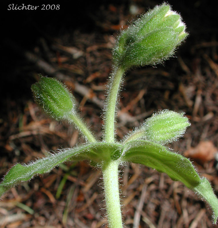 Rayless Arnica, Rayless Leopardbane: Arnica discoidea (Synonyms: Arnica grayi, Arnica parviflora ssp. alata, Arnica parviflora ssp. parviflora)