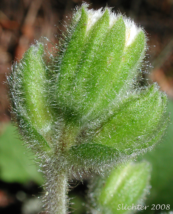 Rayless Arnica, Rayless Leopardbane: Arnica discoidea (Synonyms: Arnica grayi, Arnica parviflora ssp. alata, Arnica parviflora ssp. parviflora)