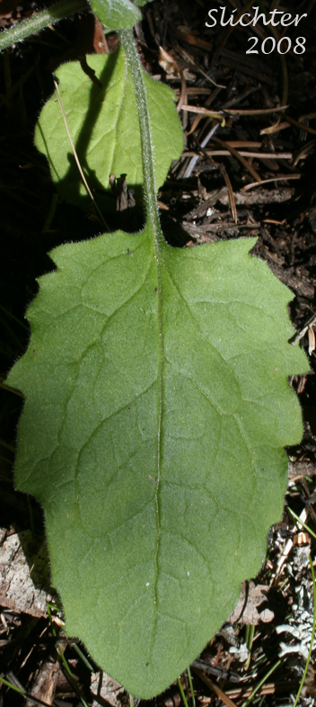 Rayless Arnica, Rayless Leopardbane: Arnica discoidea (Synonyms: Arnica grayi, Arnica parviflora ssp. alata, Arnica parviflora ssp. parviflora)