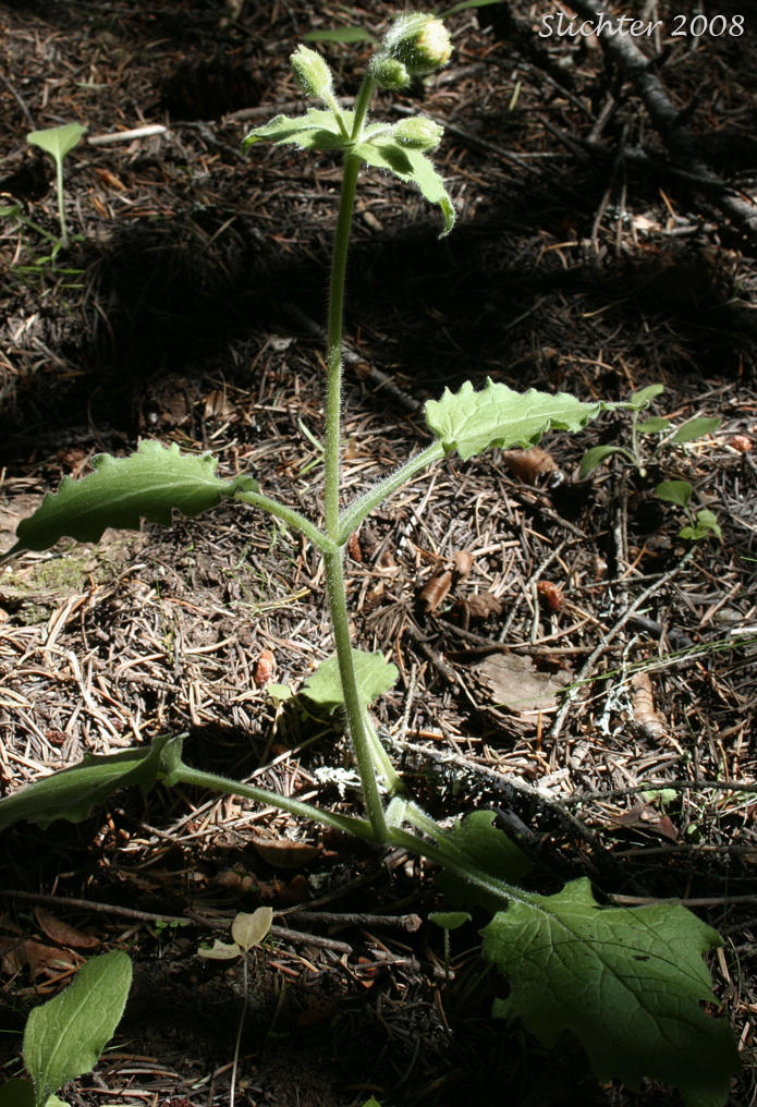 Rayless Arnica, Rayless Leopardbane: Arnica discoidea (Synonyms: Arnica grayi, Arnica parviflora ssp. alata, Arnica parviflora ssp. parviflora)