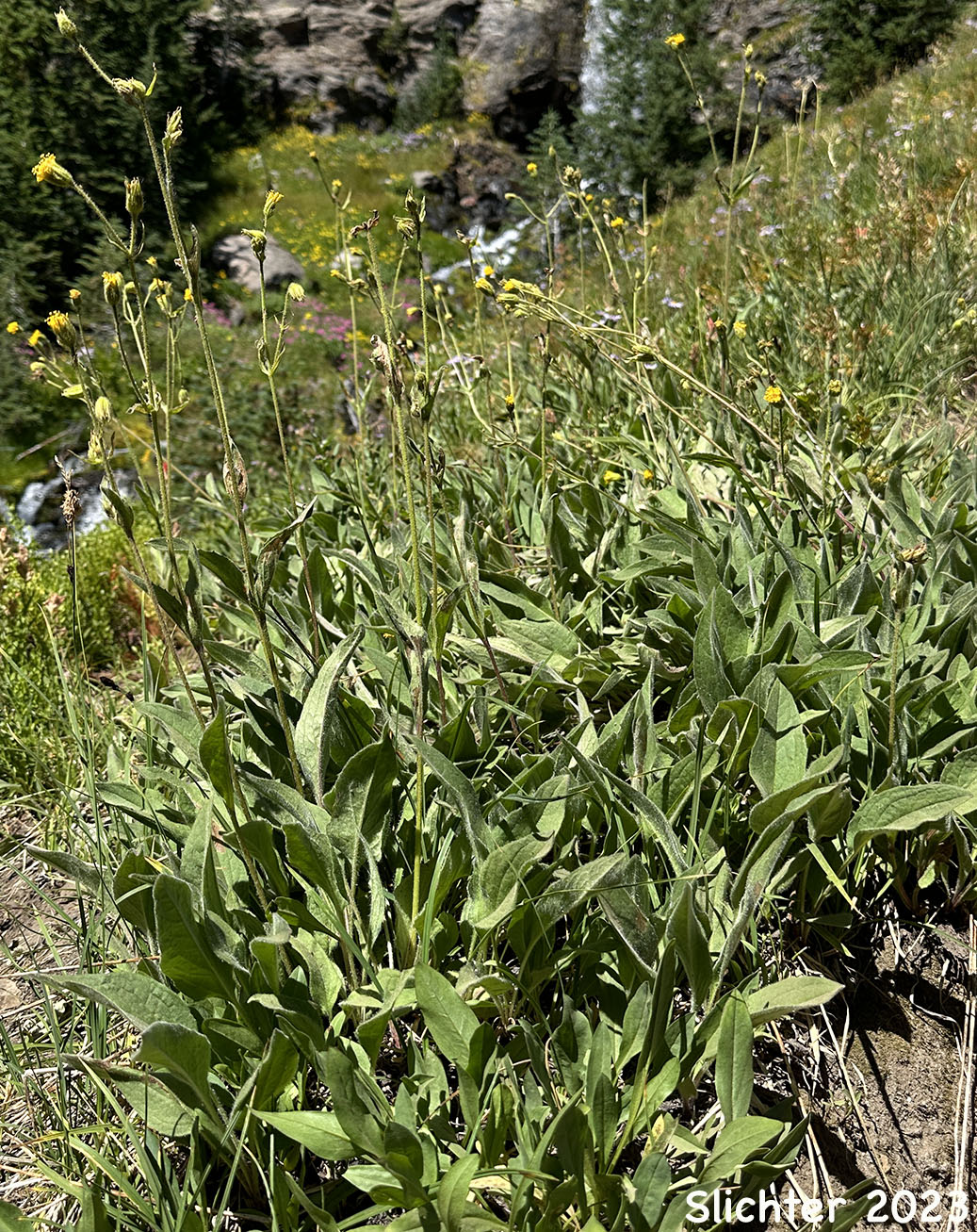 Nodding Arnica, Parry's Arnica: Arnica parryi (Synonyms: Arnica angustifolia ssp. eradiata, Arnica parryi ssp. parryi, Arnica parryi ssp. sonnei, Arnica parryi var. parryi, Arnica parryi var. sonnei)