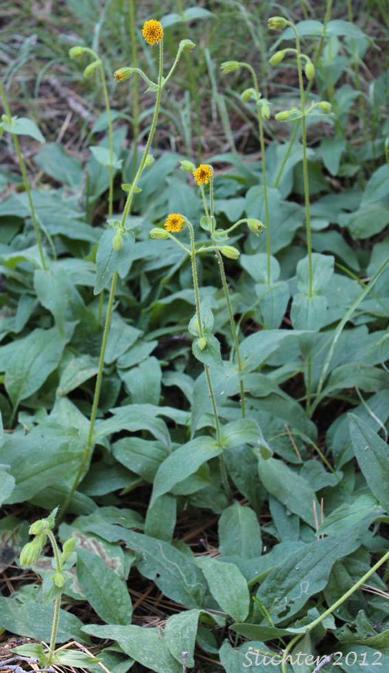 Parry's Arnica, Nodding Arnica: Arnica parryi (Synonyms: Arnica angustifolia, Arnica angustifolia ssp. eradiata, Arnica parryi ssp. parryi, Arnica parryi ssp. sonnei, Arnica parryi var. parryi, Arnica parryi var. sonnei)