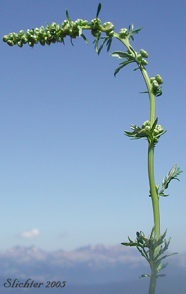 Inflorescence of Lemon Sagewort, Michaux Mugwort, Michaux's Mugwort, Michaux's Wormwood: Artemisia michauxiana (Synonym: Artemisia vulgaris ssp. michauxiana)