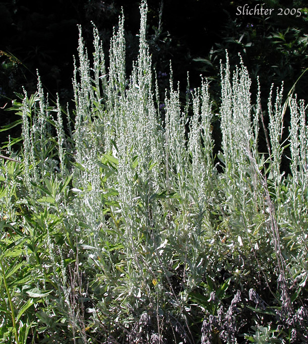 Mountain Big Sagebrush: Artemisia tridentata ssp. vaseyana (Synonym: Artemisia tridentata var. vaseyana)