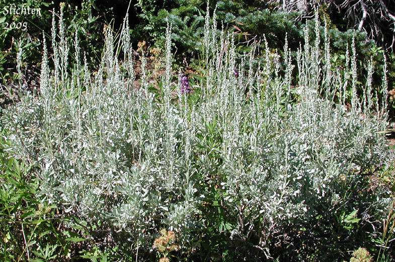 Mountain Big Sagebrush: Artemisia tridentata ssp. vaseyana (Synonym: Artemisia tridentata var. vaseyana)