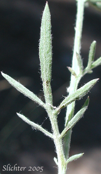 Stem leaf of Spotted Knapweed: Centaurea stoebe (Synonyms: Centaurea biebersteinii (misapplied), Centaurea maculosa (misapplied), Centaurea paniculata ( misapplied), Centaurea stoebe ssp. micranthos)