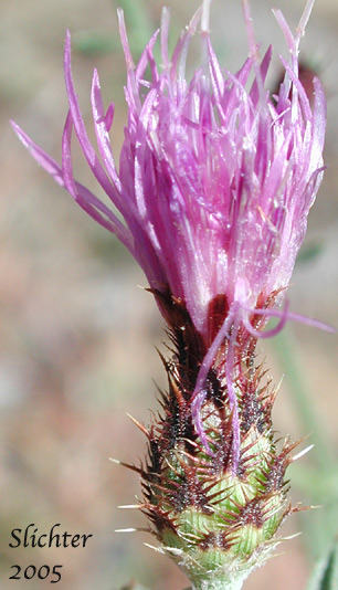 Involucral bracts of Spotted Knapweed: Centaurea stoebe (Synonyms: Centaurea biebersteinii (misapplied), Centaurea maculosa (misapplied), Centaurea paniculata ( misapplied), Centaurea stoebe ssp. micranthos)
