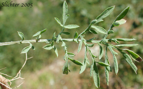 Leaf of Spotted Knapweed: Centaurea stoebe (Synonyms: Centaurea biebersteinii (misapplied), Centaurea maculosa (misapplied), Centaurea paniculata ( misapplied), Centaurea stoebe ssp. micranthos)